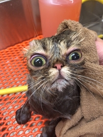 Roommate works in a pet grooming salon This cat got a bath