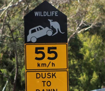 Roos in Australia be flipping cars like hulk