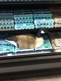 Saw a goose sitting on some eggs at the grocery store