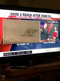 Saw this on the local news today