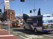 Saw this Posted on rnewzealand Shark bus chasing a fillet of fish bun van