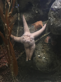 Saw this thick ass star fish at an aquarium in Las Vegas