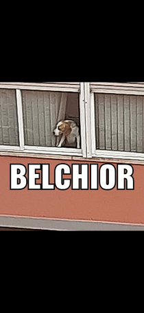 Say something good about BELCHIOR the sentinel doggo