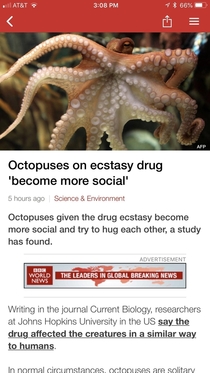 Scientist - lets give this octopus ecstasy and see what happens other scientist - down