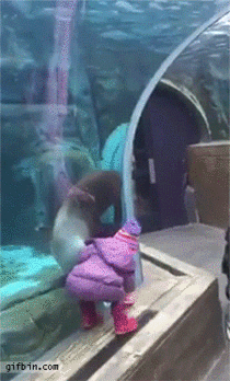 Sea lion wants to play ferch with little girl