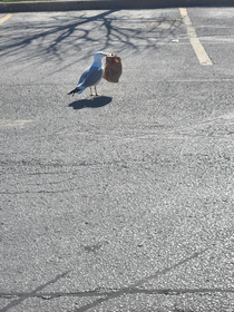 Seagull stole my lunch