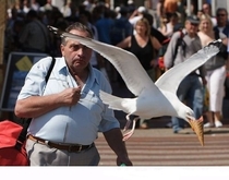 Seagull swipes mans ice cream cone
