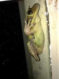 Secret agent frog scaling the window