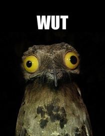 Seeing all these pictures of the Potoo bird on here I decided to google it I laughed a little more than I should have