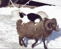 Servant ram carry me through the tundra 