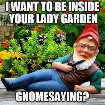 Sexual gnome