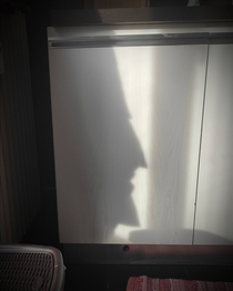 Shadow in my kitchen today