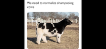 Shampoo cow