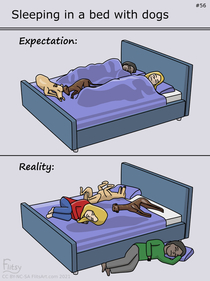 Sharing your bed with dogs