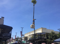 Shit art installation  Ill raise a Palm on a Pole
