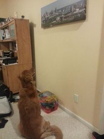 Since being on pain medicine my dog has found a new appreciation for art He stared at this for almost  min