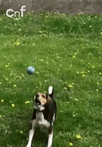 Slow motion dog collision its beautiful in a way