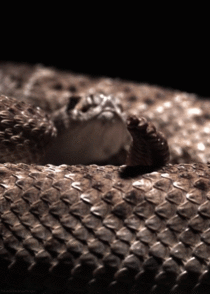 Slow motion rattlesnake