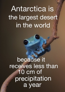 Small fact frog