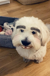 Snapchat filter on my dog worked pretty well