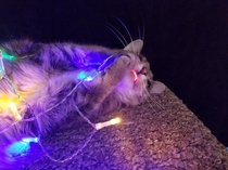 Snapped this picture of my cat right as she put a Christmas light in her mouth