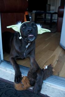 So I got free Yoda ears with purchase of a Star Wars toy at Petco today