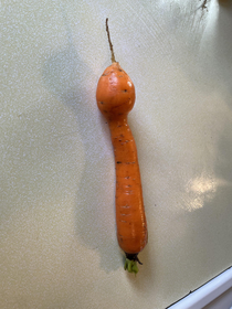 So I just pulled this carrot out of the garden I guess the missus will be happy