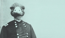 So I looked into this whole Emu War business and was not disappointed