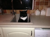 So I walked into the kitchen at am and saw this in the sink This is not my cat