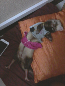 So my daughter put some clothes on the sleeping ferret Itll be pissed off when it wakes up