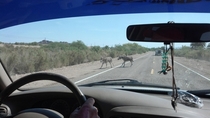 So these jackasses were fighting in the road holding up traffic