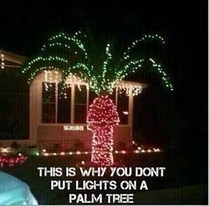 So this is why you dont put lights on a palm tree