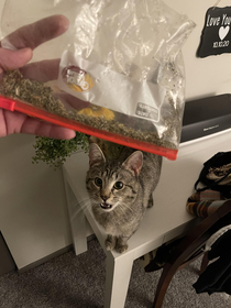 So we got catnip for this crack head tonight and he absolutely lost his crap It was fun The kids read about how it affects various cats differently Then we put it up Dude found the bag Ate his weight in catnip 