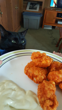 So Were Doing Our Cats Staring At Our Food Now