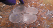 Some people made gifs of a video of hydrophobic water that I posted Heres another one