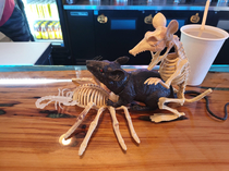 Some sicko had some fun with the Halloween decorations at my favorite local kava bar Whoever you are youre a goddamned pervert and I love you for it