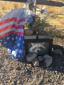 Somebody made a roadside memorial for the raccoon that was killed on my busy street