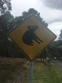 Somebody put goggle eyes on a road sign near where we live making the koala look quite surprised