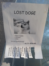 Someone at my university lost their doge