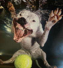 Someone bought us an Underwater Dogs calendar Im not sure if its cute or terrifying