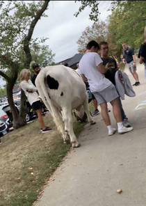 Someone brought a cow to the Iowa vs Iowa state pre-game