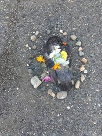Someone made a little memorial for this dead pigeon