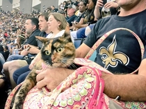 Someone managed to sneak a cat into the Saints game tonight