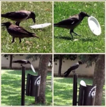 Something to crow about Trashtag