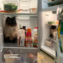 sometimes Noodle prefers to have his existential crisis in the fridge