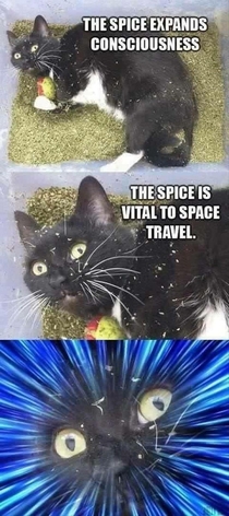 Spice travel
