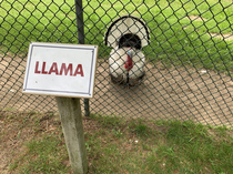 Spotted at local petting zoo