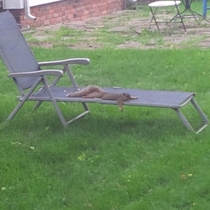 Squirrel in my buddys back yard doesnt give a single fuck