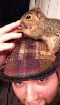 Squirrel on the hat