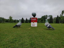 Statue Campbells soup can with pigeons in Qubec City